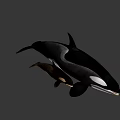Orca Whale Mother With Calf Swimming On Gray Background 3D Render