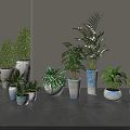 Various Types Of Bonsai Potted Plants With Ceramic Pots Indoor