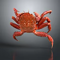 Red Textured Crab With Detailed Shell And Long Legs On Gray Background