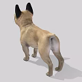 Light Brown French Bulldogs 3D Models With Front And Side Views