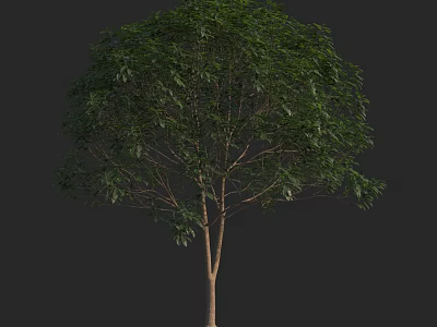 Lush Green Arbor With Dense Foliage And Straight Trunk On Dark Background 3d model