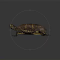 Close Up Brown Turtle With Yellow Striped Shell On Black Surface 3d model