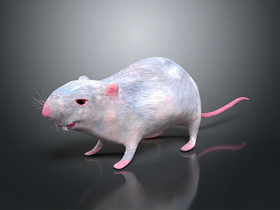 White Rat With Pink Ears And Tail Standing On Black Smooth Surface Showing Fierce Expression 3d model