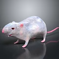 White Rat With Pink Ears And Tail Standing On Black Smooth Surface Showing Fierce Expression