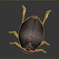 Dark Brown Spherical Beetle With Orange Legs And Shiny Textured Body