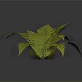 Lush Green Fern Plant With Feathery Hairy Leaves On Dark Background