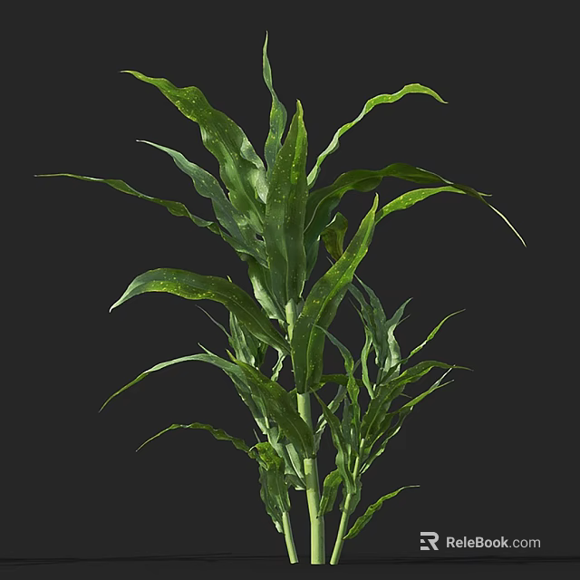 Vibrant Green Houseplant With Long Curved Leaves Isolated On Black 3d model 
