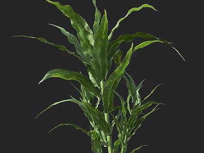 Vibrant Green Houseplant With Long Curved Leaves Isolated On Black 3d model
