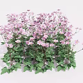 Blooming Pink Flowers With Lush Green Leaves In Natural Garden Setting