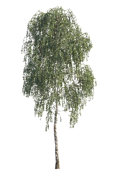 Tall Deciduous Tree With Green Weeping Branches And Smooth White Trunk 3d model