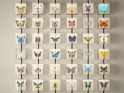 Colorful Framed Butterfly Specimens Animal Wall Decor With Varied Butterflies On Wall 3d model