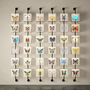 Specimen Insect Specimen Insect Butterfly Specimen Display Glass Display Wall 3d model