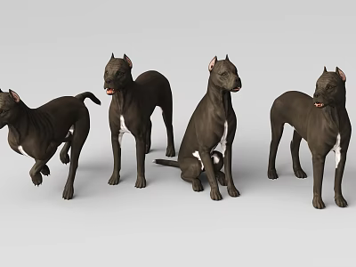 Black Dogs in Various Poses Standing Sitting and Walking with White Chest 3d model
