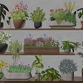 Indoor Potted Plants On Multiple Shelves With Various Green And Flowering Plants In Different Pots