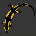 Fire Salamander with Black and Yellow Spots on Reflective Surface Against Gray Background 3d model