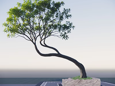 Graceful Curved Trunk Tree With Lush Green Leaves On Stone Base Against Clear Sky 3d model