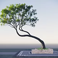 Graceful Curved Trunk Tree With Lush Green Leaves On Stone Base Against Clear Sky