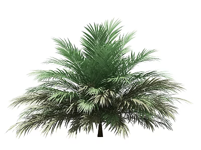 Lush Tropical Palm Tree With Green Fronds For Garden Landscaping 3d model