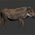 Warthog With Brown Fur Mane And Tusks In Detailed Standing Posture On Gray Background