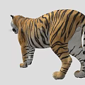 Realistic 3D Tiger Model With Detailed Fur And Striped Pattern 3d model