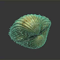 Close Up Of Shellfish With Yellowish Brown Striped Shell Spiky Edges On Dark Background