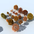 Colorful Diverse Autumn Trees Collection With Orange Red Yellow Green Foliage And Various Crown Shapes