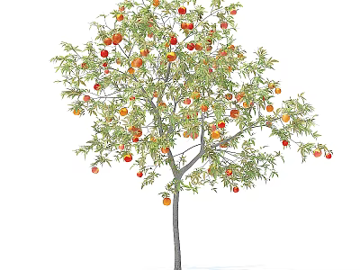 Lush Fruit Bearing Tree with Green Leaves and Red Ripe Fruits 3d model