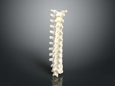 White Human Spine Anatomical Model With Detailed Structure On Dark Background 3d model