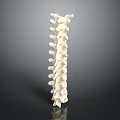 White Human Spine Anatomical Model With Detailed Structure On Dark Background 3d model