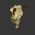 Vintage Bull Skull with Natural Horns as Decorative Wall Art Piece
