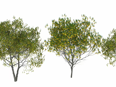 Lush Green And Yellow Leaf Trees With Natural Canopy And Healthy Trunk Structure 3d model