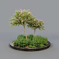 Decorative Circular Planter With Two Trees Bearing Pink Flowers And Green Shrubs