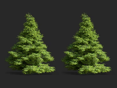Two Lush Evergreen Trees With Dense Green Foliage Against Black Background 3d model