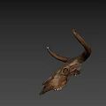 Animal Skull With Large Curved Horns Natural Brown Decorative