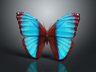 Modern Butterfly Colored Butterfly Tabby Butterfly Leaf Butterfly 3d model