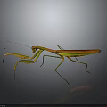 Orange and Green Mantis With Long Forelegs On Gray Background