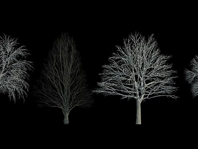Row of Leafless Deciduous Trees with Clear Outline Against Black Background 3d model