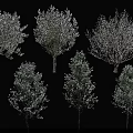 Various Arbor Tree Species With Diverse Foliage And Growth Forms For Landscaping