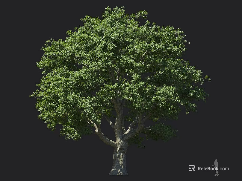 Tall Large Tree With Lush Green Foliage Thick Trunk Full Canopy And Small Human Figure For Scale 3d model 