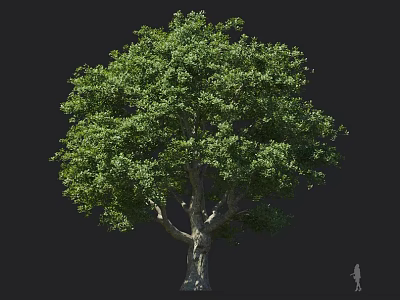 Tall Large Tree With Lush Green Foliage Thick Trunk Full Canopy And Small Human Figure For Scale 3d model