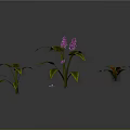 Three Different Plants With Purple Flowers Green Leaves On Gray Background With Reflections