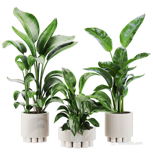 Multiple White Ceramic Vases with Lush Green Indoor Plants for Interior Decor Accent 3d model 