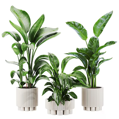 Multiple White Ceramic Vases with Lush Green Indoor Plants for Interior Decor Accent 3d model