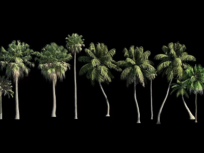 Arbor Trees In Row With Green Fronds And Various Curved Trunks On Black Background 3d model