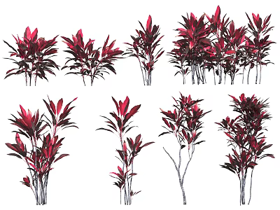 Ornamental Red Leaf Trees With Various Growth Forms For Garden Landscaping Design 3d model