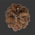 Natural Detailed Pinecone With Brown Textured Scales Isolated On Dark Background With Reflection
