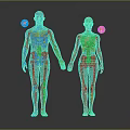 Detailed 3D Rendering Human Skeleton Limb Bones Anatomical Structure Male Female Models