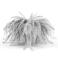 Lush Green Fern Potted Plant With Hanging Fronds In Brown Pot