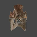 Animal Skull Fossil Skeleton With Prehistoric Bone Structure And Anatomical Features 3d model