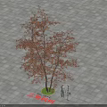 Trident Maple Arbor With Autumn Red Leaves Person Standing On Paved Ground Green Circular Area